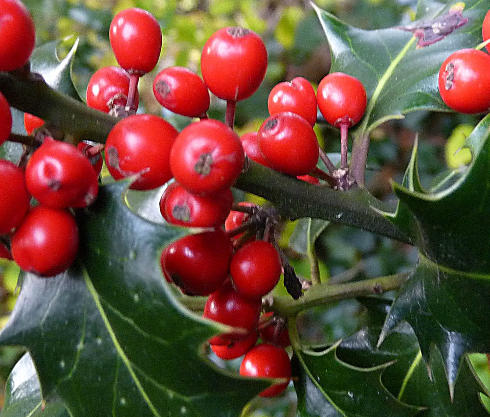 Holly-berries